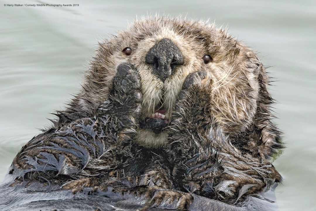 Foto berang-berang terkejut ini menjadi salah satu finalis Comedy Wildlife Photography Awards 2019. 