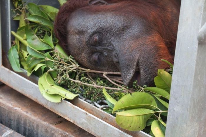 Kondisi salah satu Orangutan yang berhasil diselamatkan IAR Indonesia dari kobaran api Karhutla.