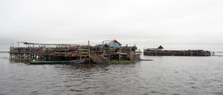    Di Danau Panggang, Kabupaten Hulu Sungai Utara, Kalimantan Selatan, terdapat belasan kadang kerbau. Tiap kandangnya berisi sekitar 100 kerbau   Kompas/Arbain Rambey (ARB)