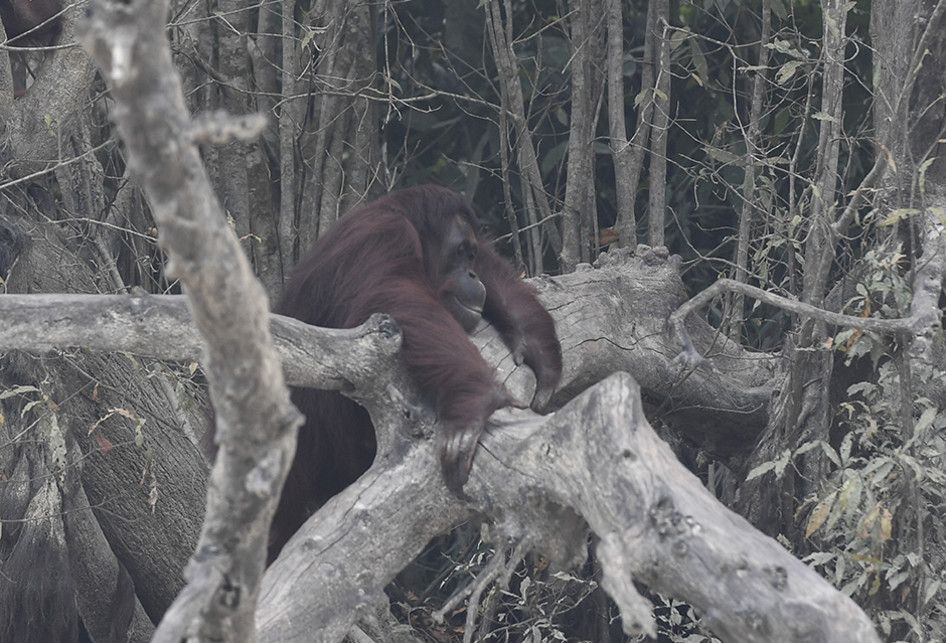 Seekor orangutan (Pongo pygmaeus) berada di lokasi pra-pelepasliaran di Pulau Kaja, Sei Gohong, Palangkaraya, Kalimantan Tengah, Kamis (19/9/2019). Sebanyak 37 orangutan yang dirawat di pusat rehabilitasi Yayasan BOS (Borneo Orangutan Survival) di Nyaru Menteng, Palangkaraya, terjangkit infeksi salu