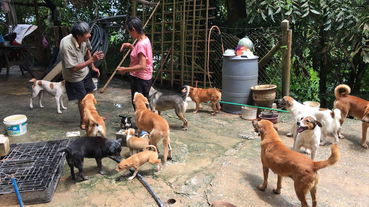 Suasana lahan tempat Xiuying menampung anjing dan kucing liar