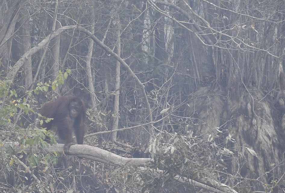 Seekor orangutan (Pongo pygmaeus) berada di lokasi pra-pelepasliaran di Pulau Kaja, Sei Gohong, Palangkaraya, Kalimantan Tengah, Kamis (19/9/2019). Sebanyak 37 orangutan yang dirawat di pusat rehabilitasi Yayasan BOS (Borneo Orangutan Survival) di Nyaru Menteng, Palangkaraya, terjangkit infeksi salu