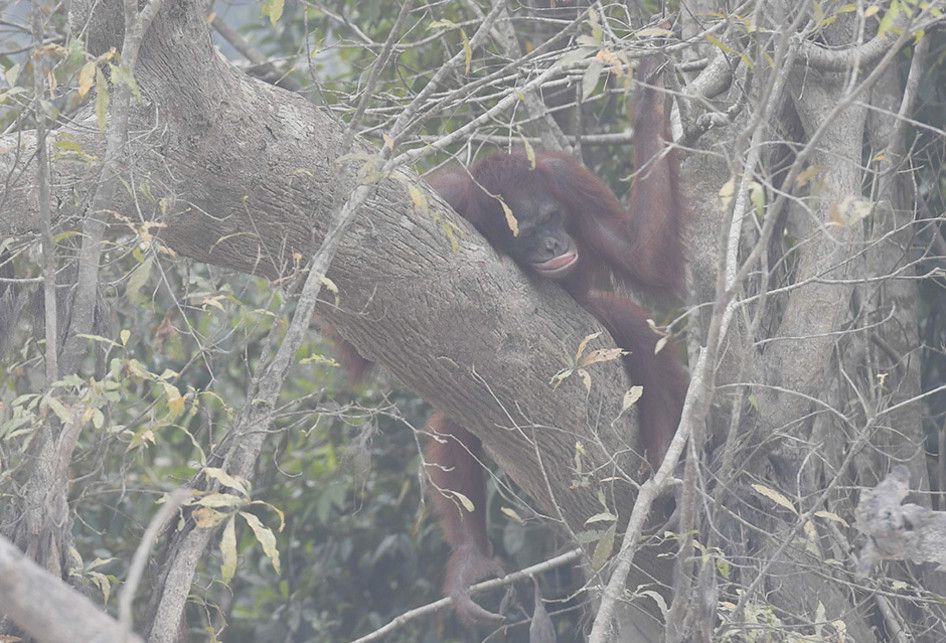 Seekor orangutan (Pongo pygmaeus) berada di lokasi pra-pelepasliaran di Pulau Kaja, Sei Gohong, Palangkaraya, Kalimantan Tengah, Kamis (19/9/2019). Sebanyak 37 orangutan yang dirawat di pusat rehabilitasi Yayasan BOS (Borneo Orangutan Survival) di Nyaru Menteng, Palangkaraya, terjangkit infeksi salu