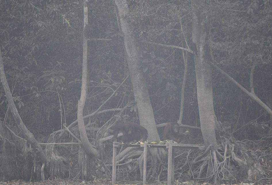 Dua ekor orangutan (Pongo pygmaeus) berada di lokasi pra-pelepasliaran di Pulau Kaja, Sei Gohong, Palangkaraya, Kalimantan Tengah, Kamis (19/9/2019). Sebanyak 37 orangutan yang dirawat di pusat rehabilitasi Yayasan BOS (Borneo Orangutan Survival) di Nyaru Menteng, Palangkaraya, terjangkit infeksi sa
