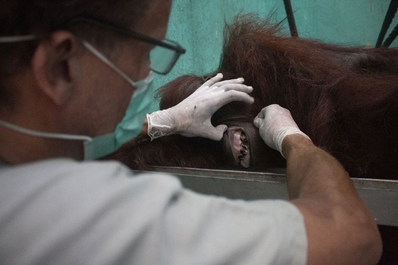 Salah satu orang utan yang diselamatkan memiliki sebutir peluru di wajahnya