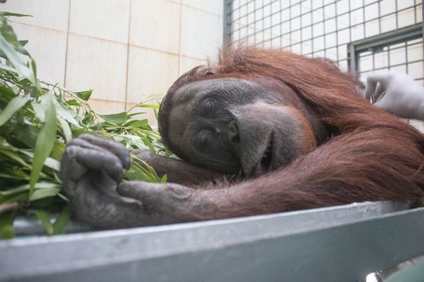Orangutan diselamatkan dari hutan yang terbakar