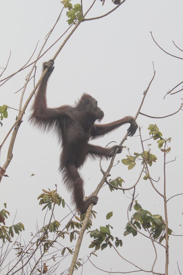 Orangutan di Kalimantan mengalami krisis 