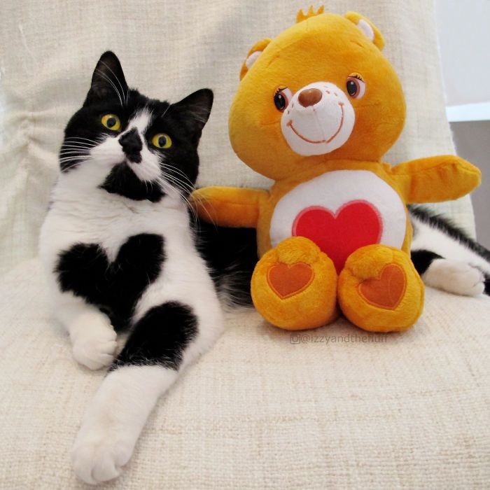 Tunjukkan Cinta dengan Cara yang Istimewa, Kucing Ini Lahir dengan Tanda 'Love' di Dada, Persis Seperti Boneka!