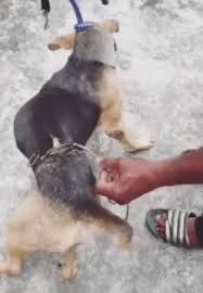 Dililit Kawat Logam Begitu Erat, Anjing Ini Disiksa Orang Tak Berperasaan Sampai Tak Bisa Duduk dan Kulitnya Terkikis