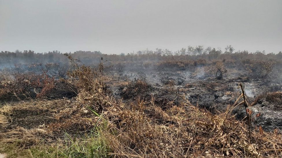 Lahan gambut hangus terbakar menjadi pemandangan yang kerap tampak di tepi kiri-kanan jalan di Palangkaraya pada musim kemarau 