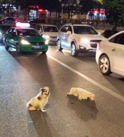 Mengharukan, Anjing Setia Ini Rela Bertahan di Jalanan yang Sibuk Demi Lindungi Temannya yang Tertabrak Mobil