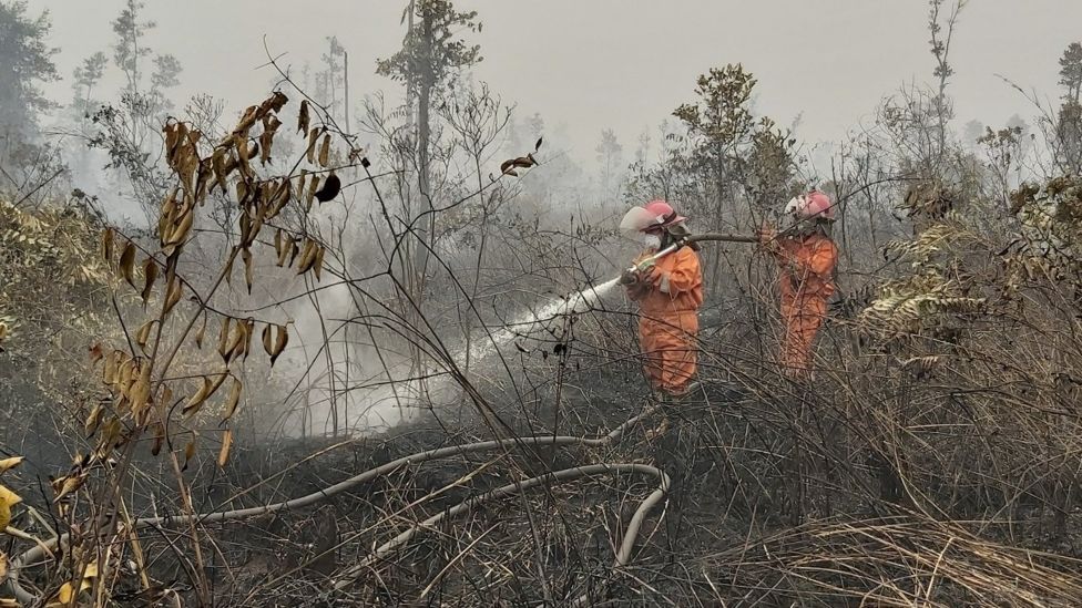 Sola (kiri) bersama sejumlah relawan lain memadamkan api di atas lahan gambut yang terbakar di Kabupaten Pulang Pisau, Kalimantan Tengah (19/09) 