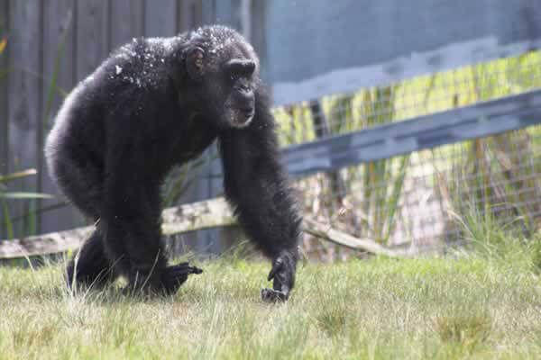 Diselamatkan dari Kebun Binatang Pinggir Jalan, Simpanse Kesepian Ini Bertemu Simpanse Lain untuk Pertama Kalinya, Momen Pertemuannya Mengharukan!