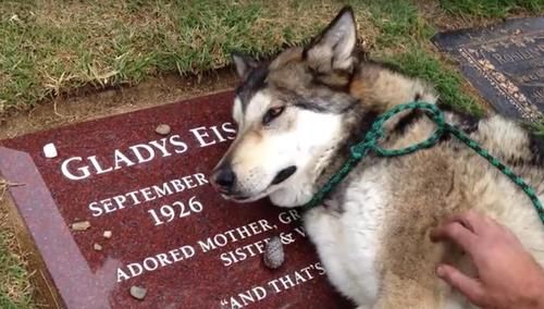 Sedih Ditinggal Meninggal, Anjing Ini Tak Bisa Berhenti Menangis di Makam Pemiliknya
