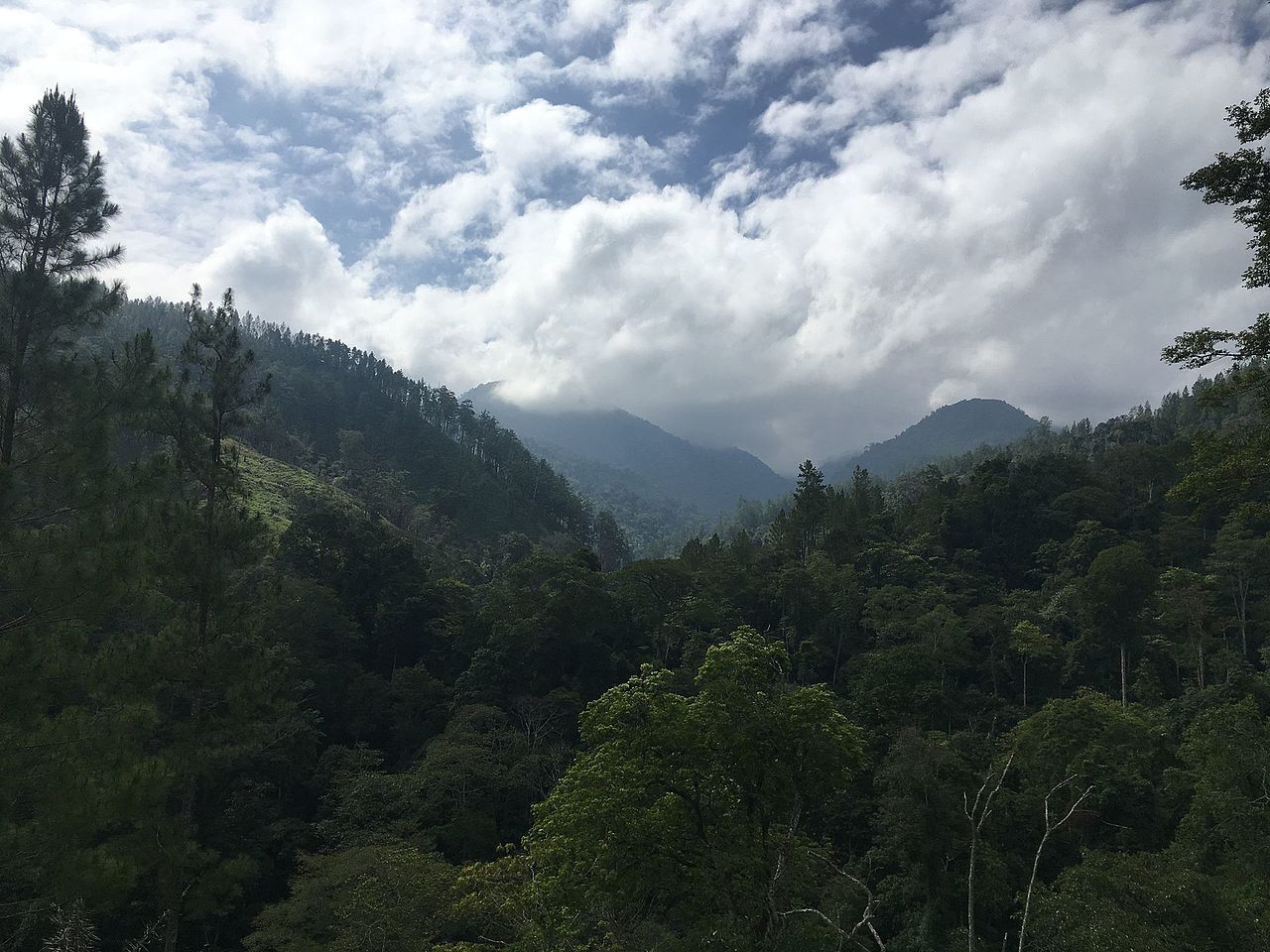 Hutan hujan tropis Sumatra