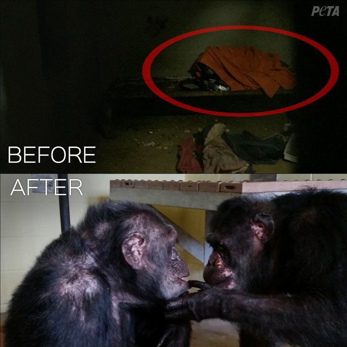 Diselamatkan dari Kebun Binatang Pinggir Jalan, Simpanse Kesepian Ini Bertemu Simpanse Lain untuk Pertama Kalinya, Momen Pertemuannya Mengharukan!