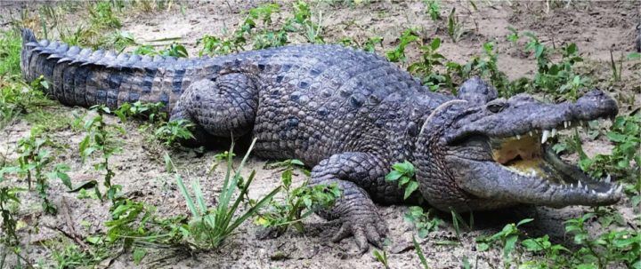 Buaya Crocodylus halli yang hidup di Taman Zoologi Buaya Santo Agustinus, Florida, Amerika Serikat.