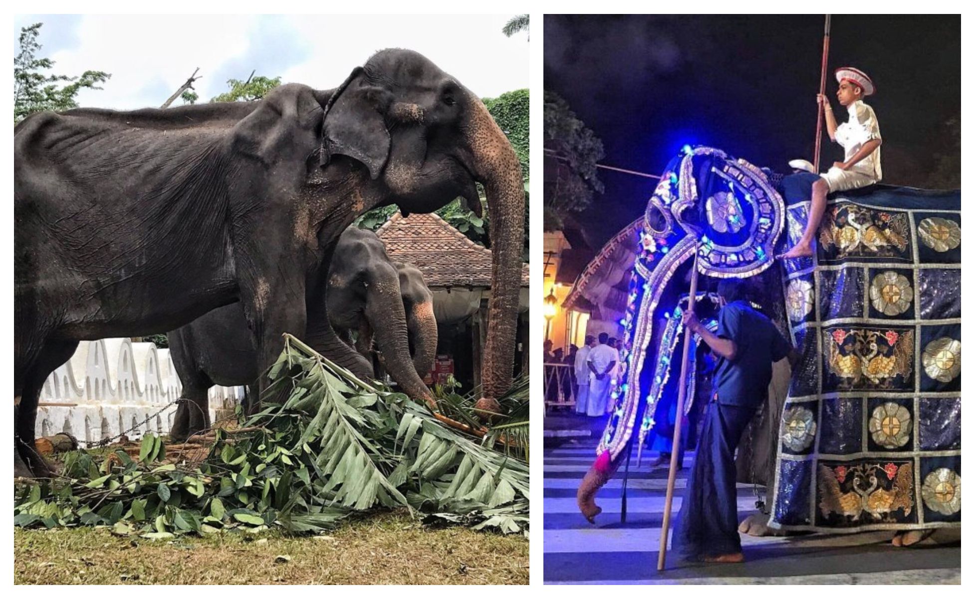 Tikiri, Gajah 70 Tahun Akhirnya Mati Setelah Menjadi Budak dan Dipaksa Bekerja Siang Malam