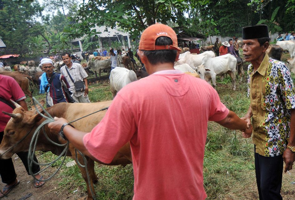 Foto dirilis Kamis (26/9/2019), memperlihatkan penjual dan pembeli belum menemui kesepakatan harga saat melakukan tradisi 'Marosok' di Pasar Ternak, Sungai Sariak, Padangpariaman, Sumatera Barat. Ada tradisi turun-temurun di Minangkabau yang disebut Marosok, di mana penjual dan pembeli saling meraba