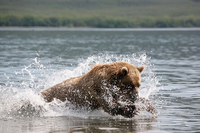 Ilustrasi dikejar beruang