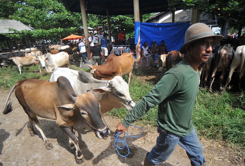 Foto dirilis Kamis (26/9/2019), memperlihatkan pedagang membawa hewan ternak mereka di Pasar Ternak, Sungai Sariak, Padangpariaman, Sumatera Barat. Ada tradisi turun-temurun di Minangkabau yang disebut Marosok, di mana penjual dan pembeli saling meraba menggunakan jari mereka di balik kain sarung, b