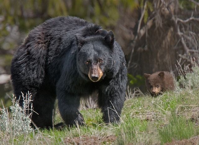 Ilustrasi beruang hitam
