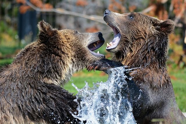 Ilustrasi beruang berkelahi