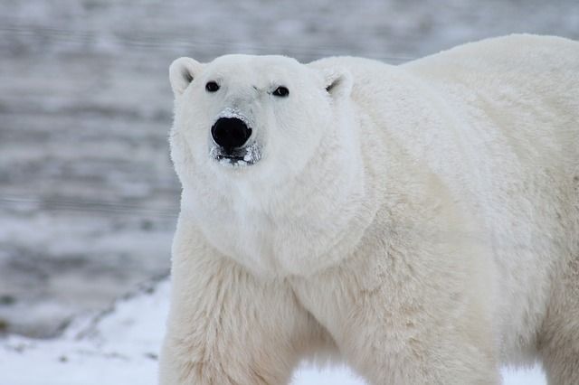 Ilustrasi beruang putih