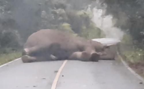 Bukan Karena Ada Kecelakaan atau Banyak Kendaraan, Lalu Lintas di Jalanan Ini Tersendat Karena Ada Gajah Tidur Siang