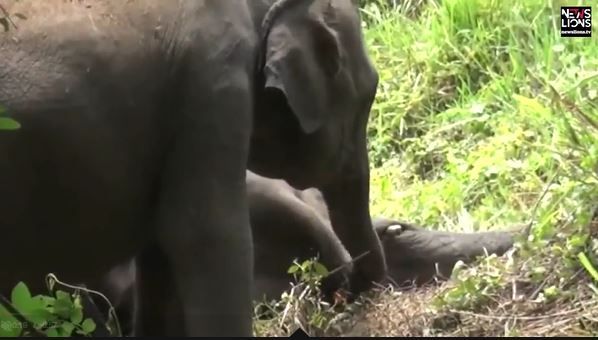 Potret bayi gajah yang berusaha membangunkan induknya yang telah tewas akibat diracun oleh warga.