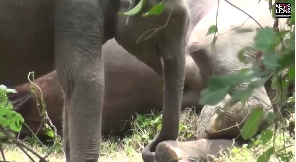Bayi gajah yang sedang berusaha membangunkan induknya yang tewas akibat diracun warga