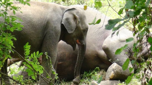 Bayi gajah mencoba bangunkan induknya yang telah tewas akibat diracun warga.