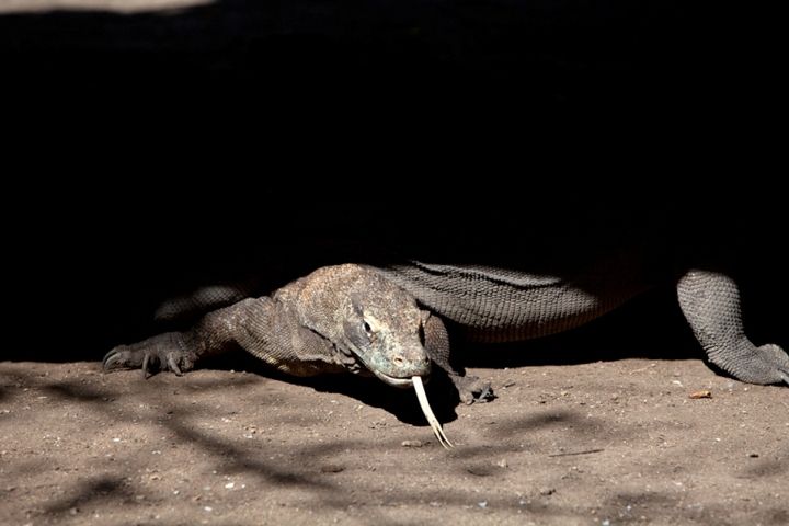 Beberapa ekor komodo berteduh di bawah rumah panggung yang menjadi salah satu kantor Taman Nasional 