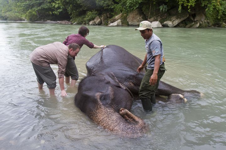 Wisatawan asing memandikan gajah sumatra (Elephas maximus sumatranus) yang sudah dijinakkan bersama 