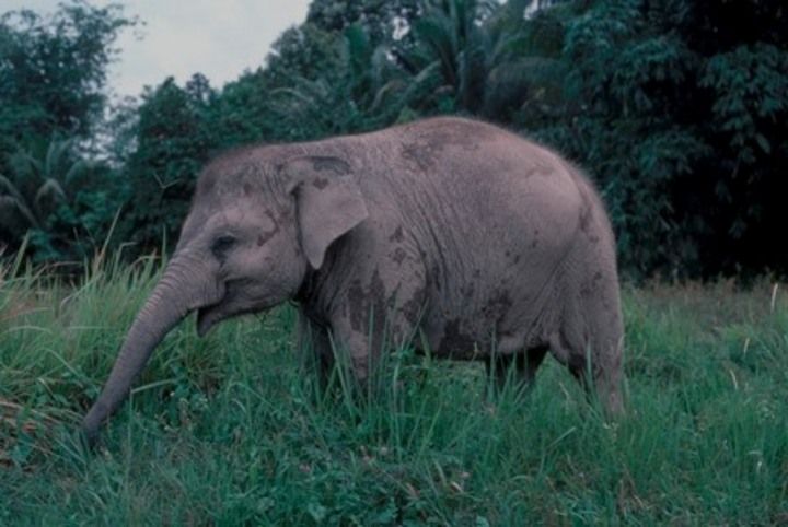 Status gajah sumatra meningkat dari genting (Endangered) menjadi kritis (Critically Endangered).