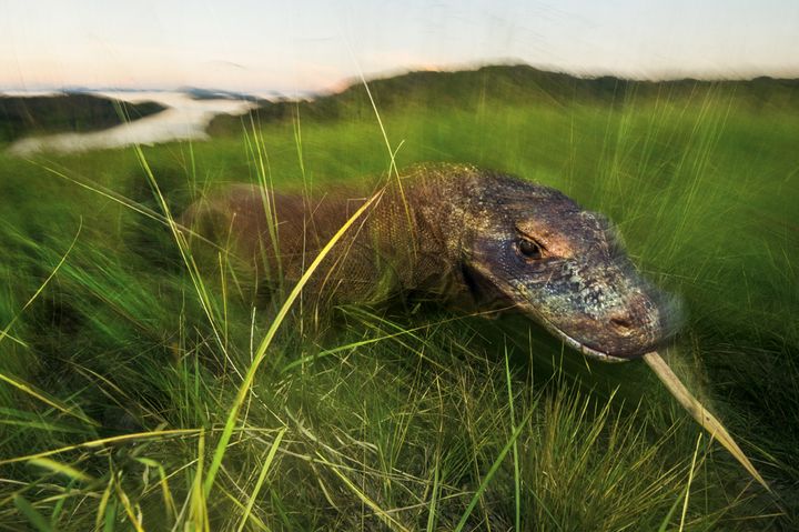 Seekor komodo betina mengecap udara di Pulau Rinca, Taman Nasional Komodo, Nusa Tenggara Timur. Seti