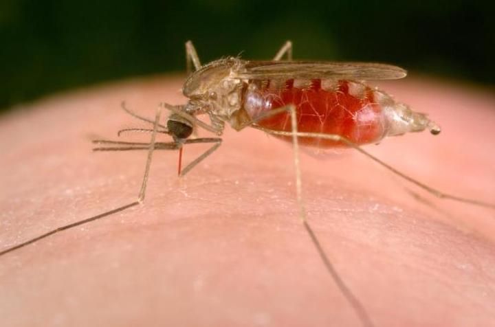 Resistansi parasit terhadap obat anti malaria standar terbaik saat ini dianggap sebagai ancaman nyat