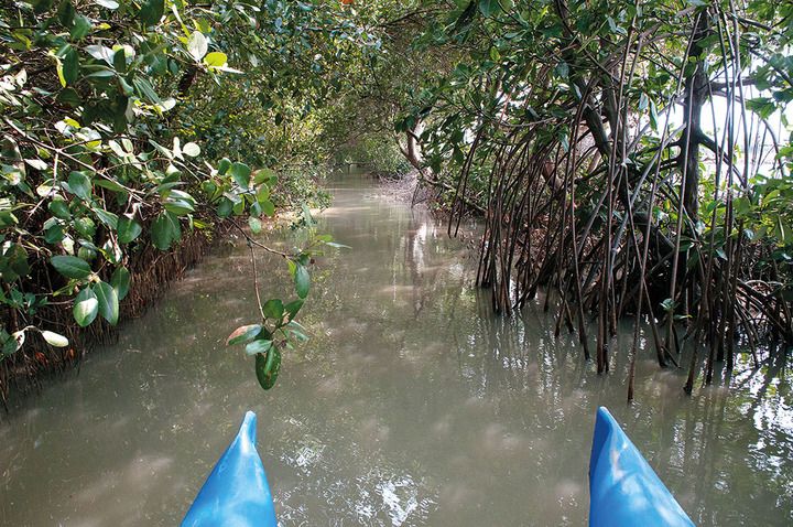 Mangrove berperan sebagai penyangga kehidupan untuk air, tanah dan udara. Di samping itu juga berfun