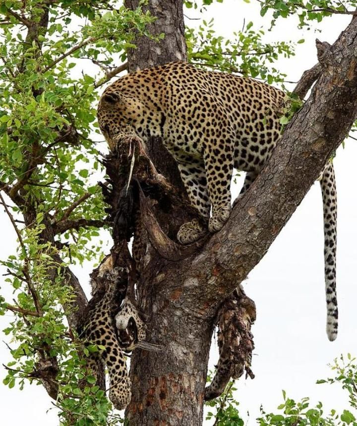 Macan tutul bersiap untuk menurunkan bangkai macan tutul lain dari atas pohon, untuk kemudian disant
