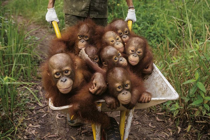 Bayi-bayi orangutan.