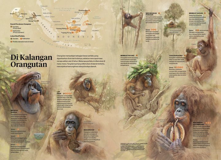 Orangutan mempelajari sebagian besar perilaku yang digambarkan di sini dari induknya, sebelum mencap