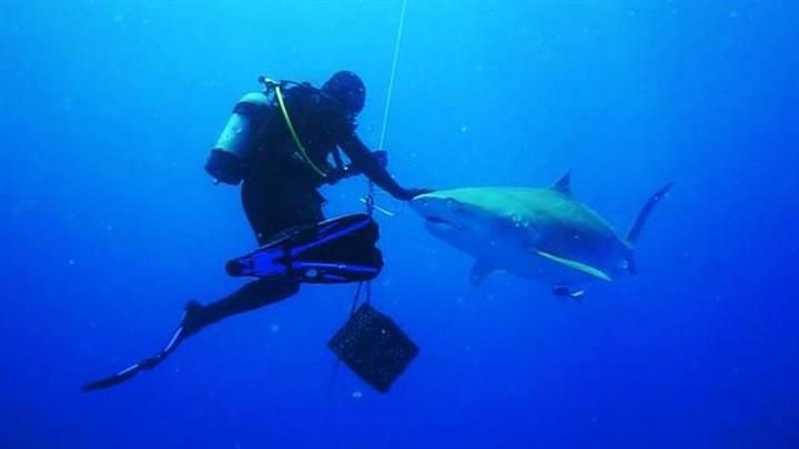 Cassie Jensen, fotografer yang menyelam bersama hiu harimau dalam jarak yang sangat dekat di lepas p