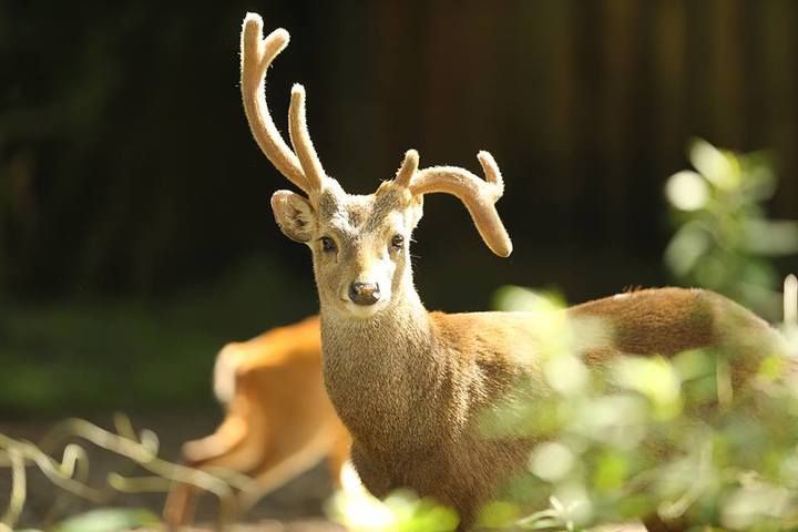 Rusa di Taman Safari Indonesia II Prigen.