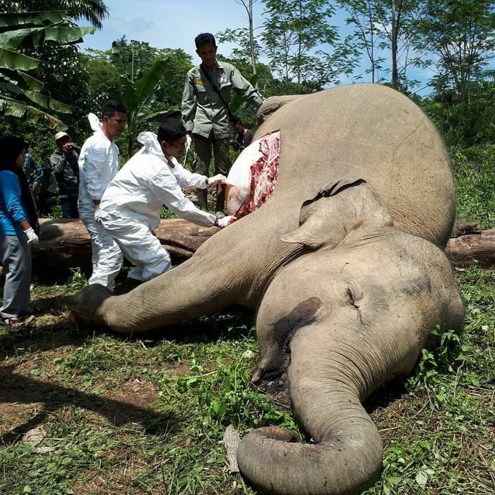 Sepasang gajah sumatra ditemukan mati di Desa Seumanah Jaya, Kecamatan Rantau Peureluak, Kabupaten A