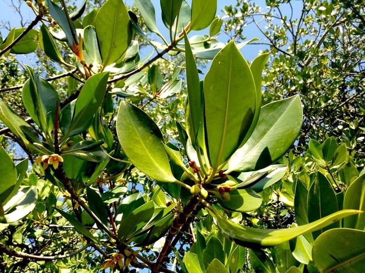 Vegetasi mangrove yang melindungi abrasi pantai juga dapat dimanfaatkan buahnya.