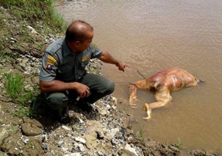 Orangutan mati ini ditemukan mati mengambang tanpa kepala di sungai Desa Kalahien, Kecamatan Dusun S