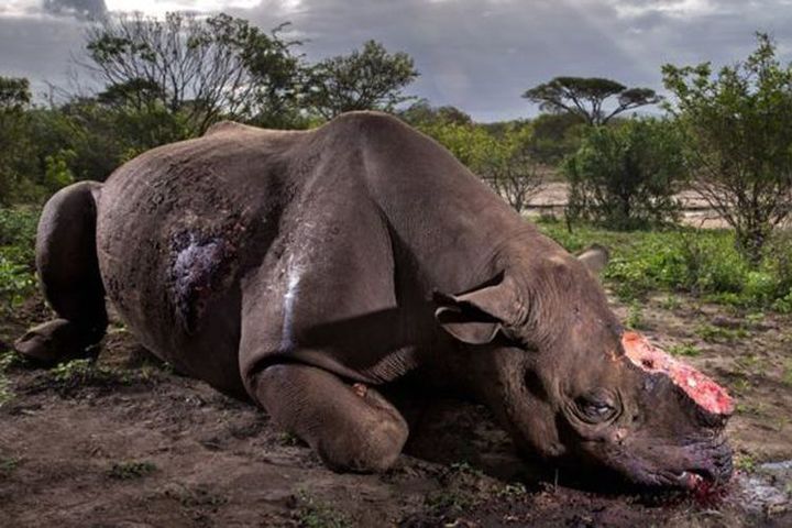5 Fakta Tentang Badak Satwa Yang Paling Terancam Punah Di Dunia Semua Halaman National Geographic
