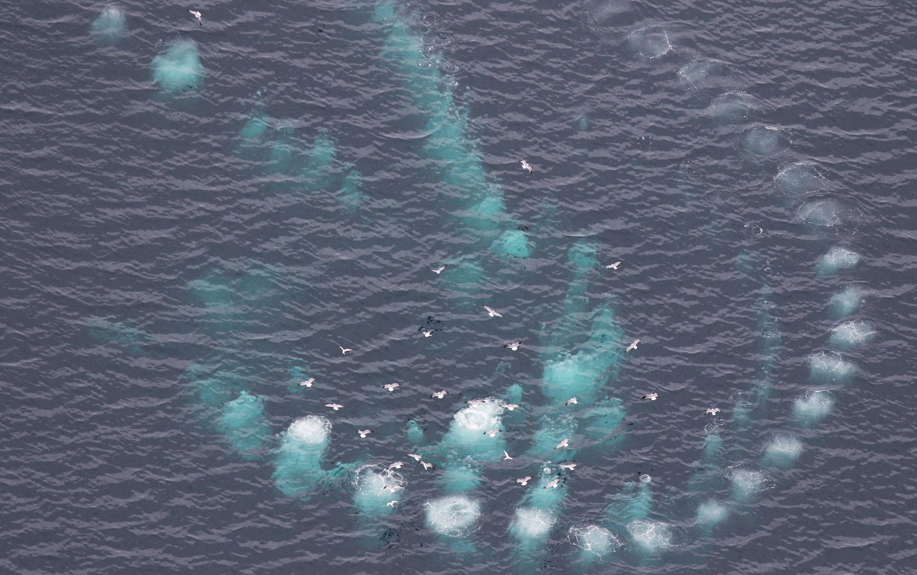 Bisa Tumbuh Sepanjang 33 Meter Hewan Raksasa Terbesar Di Dunia