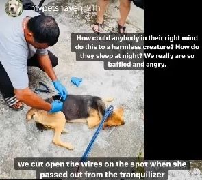 Dililit Kawat Logam Begitu Erat, Anjing Ini Disiksa Orang Tak Berperasaan Sampai Tak Bisa Duduk dan Kulitnya Terkikis