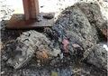 Kasihan, Anjing Ini Sekarat Setelah Terperangkap di Bawah Tar Aspal